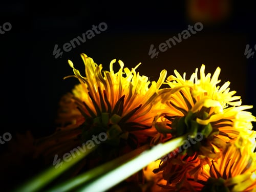 Preview: A Closeup Shot Of Dandelions With Yellow Petals Isolated On A Black Background