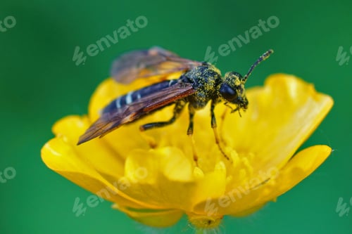 Preview: A Closeup Of The Sawfly, Tenthredo Koehleri On Its Favorite Host Plant, A Meadow Buttercup