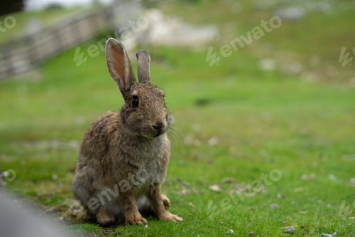 Preview: The Cute Rabbit Sitting On Lawn With Copy Space