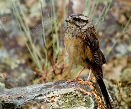 Preview: A Closeup Shot Of Rock Bunting Perched On A Rock