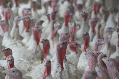 Preview: A Group Of Broilers On The Farm