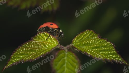 Preview: A Closeup Shot Of A Ladybug Perched On A Green Leaf On A Blurred Background