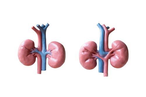 Preview: Human Kidneys Anatomical Model Isolated On White Background