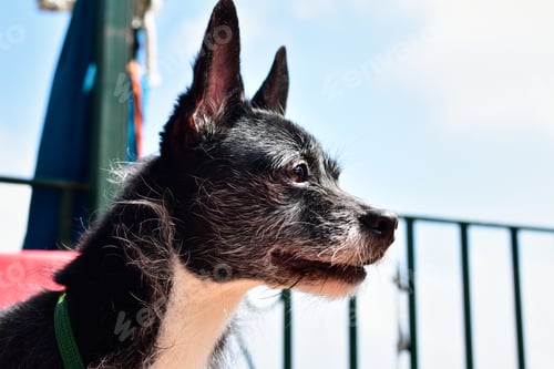Preview: A Closeup Shot Of An English Toy Terrier Outdoors On A Sunny Day