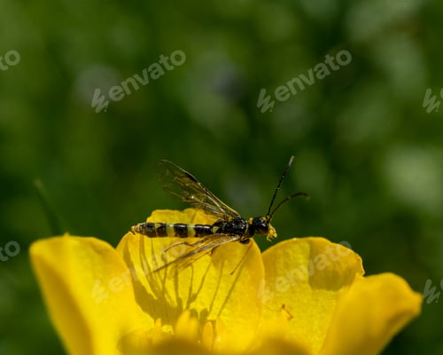 Preview: A Selective Focus Shot Of A Sawfly On A Yellow Flower In The Garden
