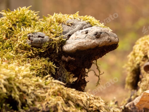 Preview: A Closeup Shot Of Tinder Fungus On A Moss-Covered Tree Trunk