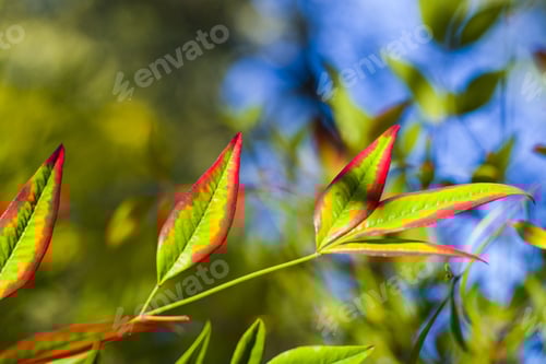 Preview: Red And Green Nandina Domestica Leaves On The Bokeh Background