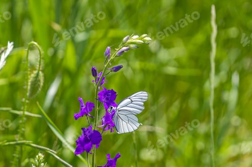 Preview: A Closeup Of A Beautiful Lepidoptera Butterfly On A Purple Flower On Blurred Green Background