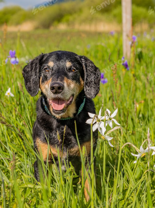 Preview: A Closeup Of An Adorable New Zealand Huntaway Dog Resting In The Scenic Meado