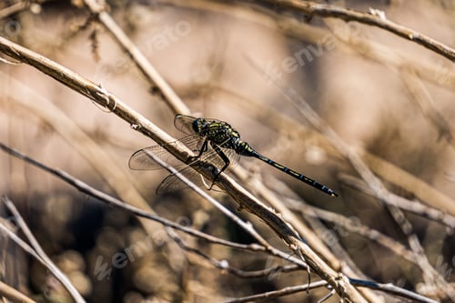 Preview: A Selective Focus Shot Of A Dragonfly On A Branch