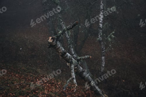 Preview: The Cut Branches Of Tree In The Forest In The Autumn