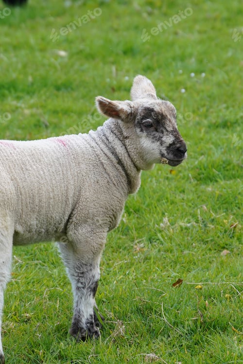 Preview: A Vertical Closeup Shot Of A Baby Sheep On A Meadow