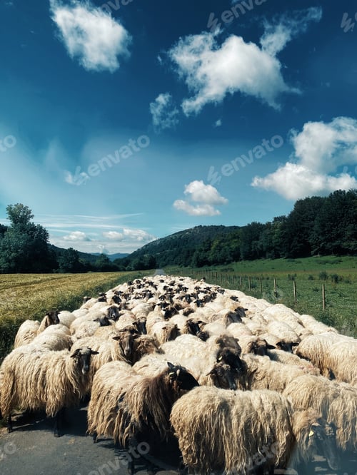 Preview: A Vertical Shot Of A Flock Of Sheep In The Middle Of The Road Surrounded By Green Nature During