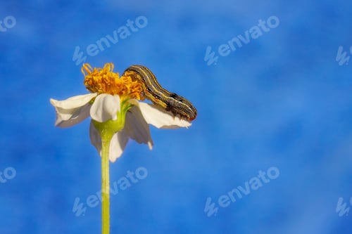 Preview: A Closeup Shot Of A Caterpillar On Flower