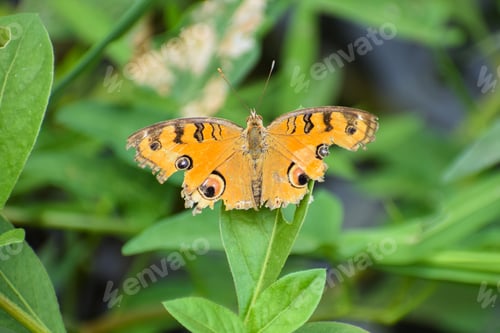 Preview: A Selective Focus Of A Lepidoptera Butterfly With Damaged Wings Against A Blurred Background