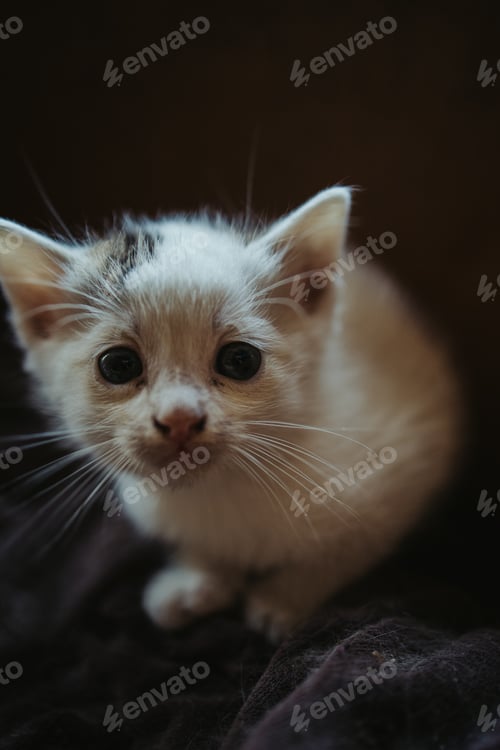 Preview: A Vertical Shot Of A Cute Fluffy Cat Staring With Its Eyes On A Blurred Background
