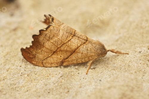 Preview: A Closeup Shot Of The Scalloped Hook-Tip, Falcaria Lacertinaria