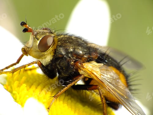 Preview: A Closeup Shot Of A Fly On A Plant