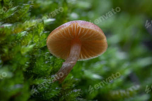 Preview: A Selective Focus Shot Of A Wild Mushroom In The Forest