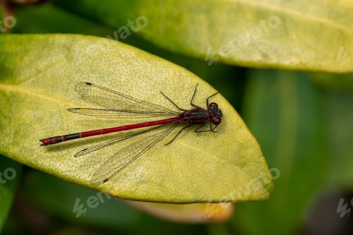 Preview: A Large Dragonfly On A Green Plant