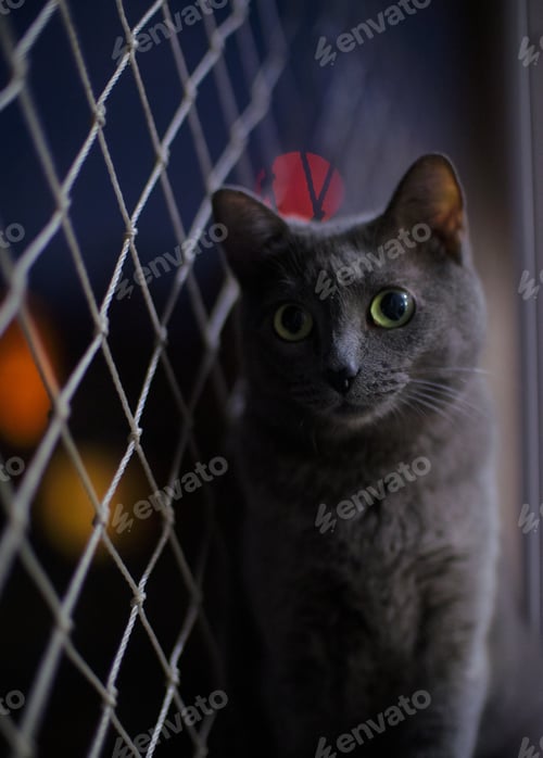 Preview: The Russian Blue Cat By Chain Link Fence