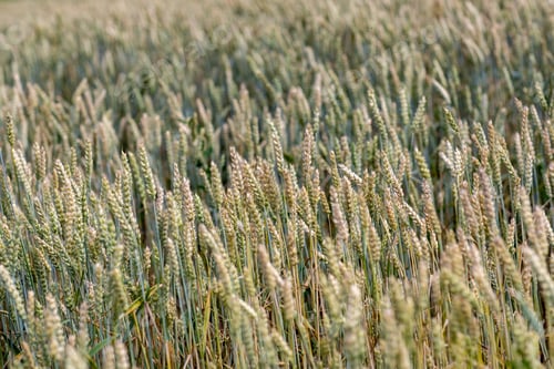 Preview: A Closeup Shot Of Wheat Growing On A Meadow