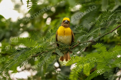 Preview: A Soft Focus Of A Yellow Baya Weaver Bird Perched On A Tree In The Woods