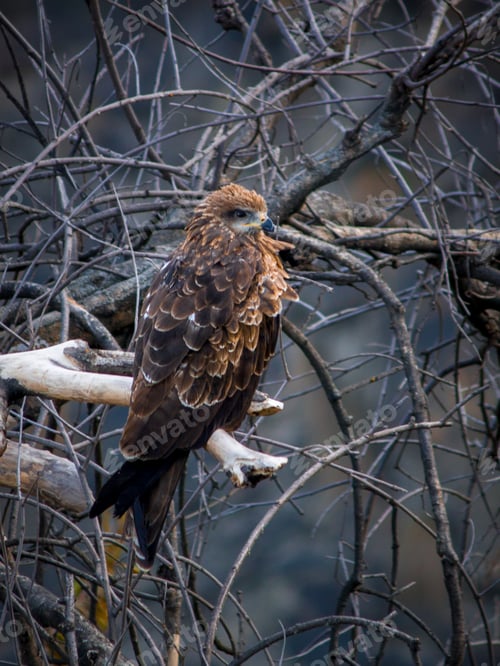 Preview: The Tawny Eagle (Aquila Rapax) Sitting On The Dry Branch