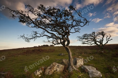 Preview: Two Windblown Trees In The Dartmoor National Park Under The Sunlight In Devon. The Uk