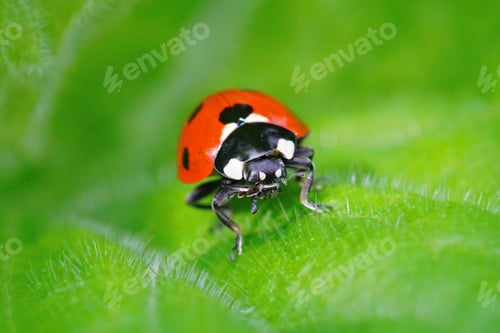 Preview: A Macro Shot Of A Colorful Red, Spotted Ladybird, Coccinella Septempunctata On A Green Leaf