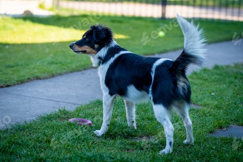 Preview: A Closeup Shot Of A Cute Dog Standing Outdoors On The Grass