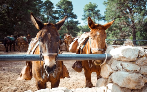Preview: A Closeup Shot Of Two Donkeys In A Zoo On A Sunny Day