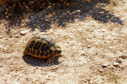 Preview: An Orange Box Turtle Retreating Into Its Shell On Dry Ground With Shadows Of Trees In The Background