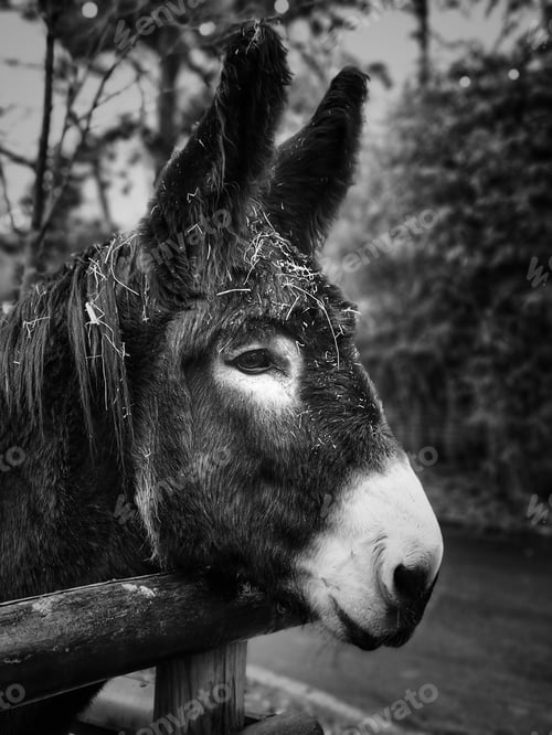 Preview: A Vertical Grayscale Shot Of A Donkey'S Portrait In The Greenery