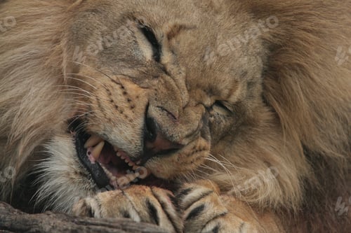 Preview: A Closeup Shot Of A Lion In All Of His Glory