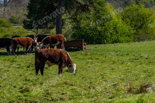 Preview: A Cattle Grazing In The Green Field