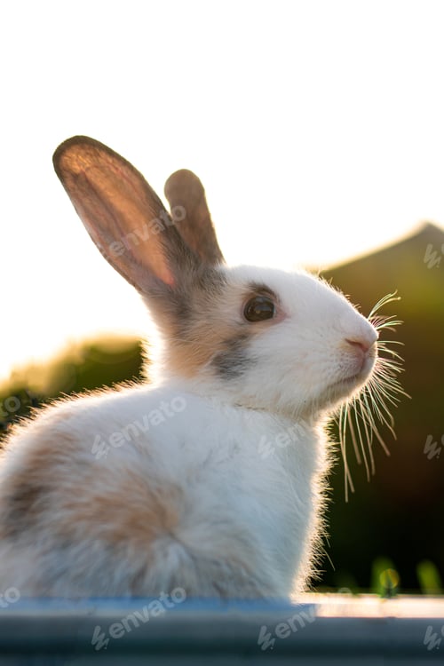 Preview: A Selective Focus Shot Of An Adorable Fluffy Rabbit In The Rays Of Sunlight