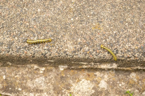 Preview: A Closeup Shot Of Caterpillars On The Stone
