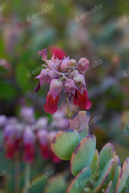 Preview: A Vertical Shot Of Kalanchoe Flowers In A Garden On A Sunny Day