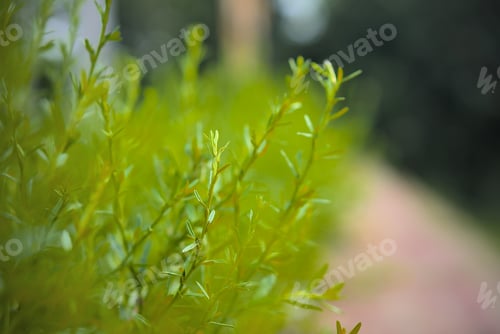 Preview: A Selective Focus Shot Of Bright Green Meadow Plants - Horizontal Background
