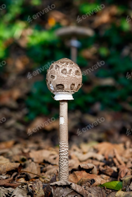 Preview: A Closeup Shot Of A Mushroom In The Forest