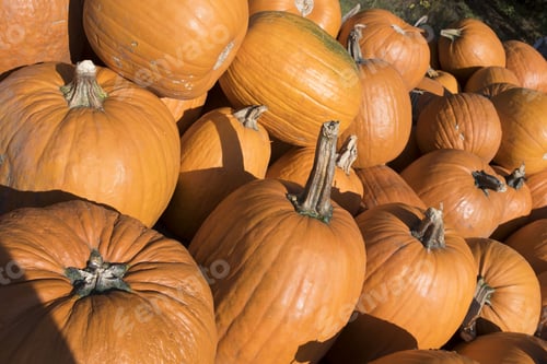 Preview: A Pile Of Fresh Raw Pumpkins Under The Sunlight