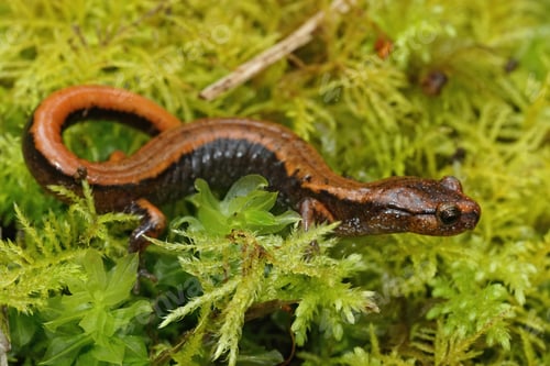 Preview: A Closeup Shot Of The Orange Western Redback Salamander, Plethodon Vehiculum On Green Moss