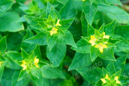 Preview: A Beautiful Lysimachia Flowers In The Garden