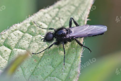 Preview: A Macro Shot Of A Black Hawthorn Fly On A Green Leaf