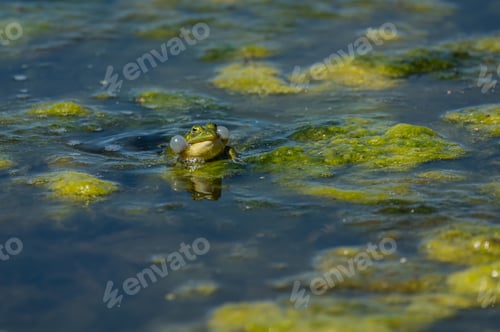Preview: A Closeup Shot Of A Frog Flopping Out Of The Dirty Water With Moss