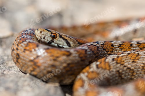 Preview: Close Up Macro Shot Of Face And Head Of An Adult Leopeard Snake Or European Ratsnake, Zamenis
