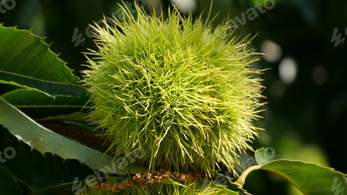 Preview: A Closeup Shot Of A Green Fuzzy Seguin Chestnut