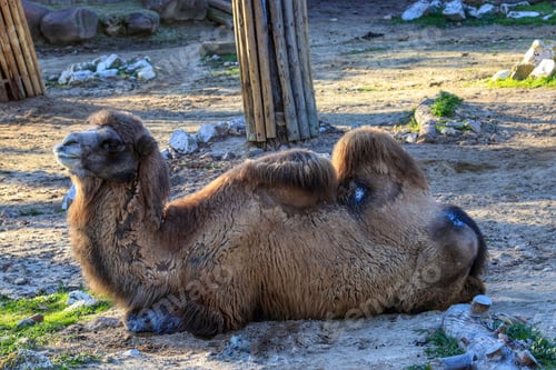 Preview: A Fluffy Camel Lying On The Ground Near The Trees In The Zoo