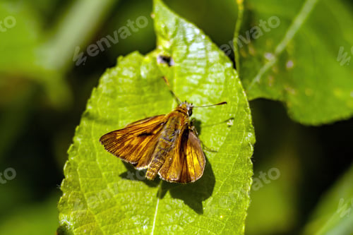 Preview: The Large Skipper (Ochlodes Sylvanus) Butterfly On Green Leaf